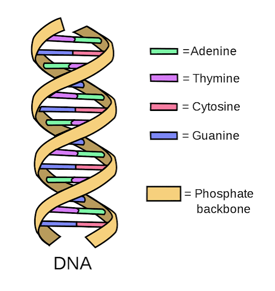 DNA (Deoxyribonucleic Acid)