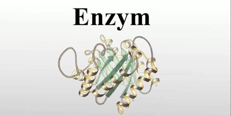 Enzyme (Men sinh học)